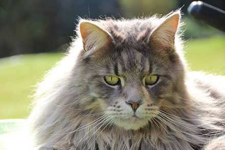 Brown Maine Coon cat staring directly at the camera